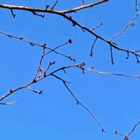 ススキ,カワヅザクラ,早乙女花,ヤイトバナ,河津桜(カワヅザクラ)の画像