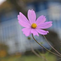 コスモス,山野草,高尾山で出会えた花の画像