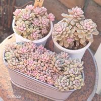 リンダリンダ,リンダリンダ葉挿し,多肉植物,多肉大好き,多肉植物の紅葉の画像