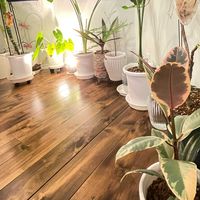 アンスリウム,アンスリウム,フィカスティネケ,フィカスティネケ,観葉植物の画像