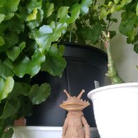 亀甲竜,亀甲竜,アデニア・グラウカ,アデニア・グラウカの画像