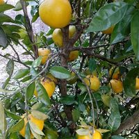 グレープフルーツ,果物,収穫,農業の裏技,果物を美味しく育てるの画像