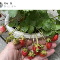 イチゴ,サントリーフラワーズ,小さな庭の画像