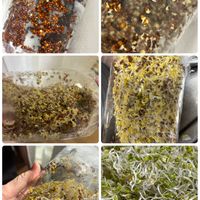 ブロッコリースプラウトの画像