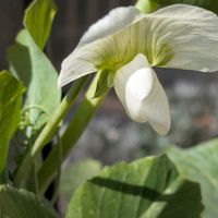 収穫,季節を楽しむ,成長,はなのある暮らし,家庭菜園の画像