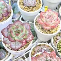 成長記録 ブラッドロマンス,エケベリア ブラッドロマンス,成長記録 ブラッドレッドロマンス,エケベリア ブラッドレッドロマンス,LED栽培の画像