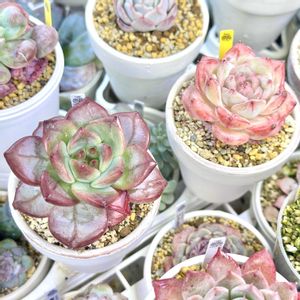 成長記録 ブラッドロマンス,エケベリア ブラッドロマンス,成長記録 ブラッドレッドロマンス,エケベリア ブラッドレッドロマンス,LED栽培の画像