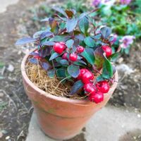 チェッカーベリー,鉢植え,庭の画像