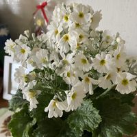 植栽,ベランダ,リビング・ダイニングの画像