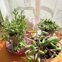 グリーンネックレス,ルビーネックレス,三日月ネックレス,多肉植物,植え替え待ちの画像