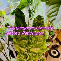 アロカシア,アロカシア・ゼブリナ,森林浴,熱帯植物,癒しの空間の画像