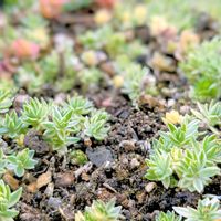 姫笹,笹姫,覆輪万年草,多肉植物の画像