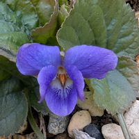 ニオイスミレ,スゥイート・バイオレット,お出かけ先の画像