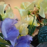 スイートピー,賃貸暮らしの画像