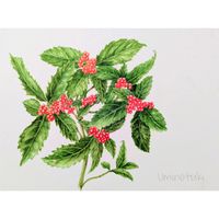 クロッカス,サンシュユ,センリョウ,ナンテン,ロウバイの画像