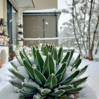 アガベ　笹の雪,笹の雪,アガべ属の画像