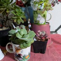 レインドロップ,ミックスべリア ひなまつり,多肉植物,ムーミンの日,ちょこんとﾋﾟｰﾀﾝの画像