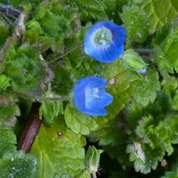 オオイヌノフグリの画像