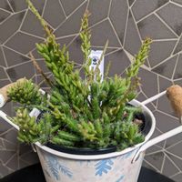 リプサリス　メセンブリアンテモイデス,多肉植物,可愛い,成長記録,お気に入り♡の画像