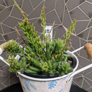 リプサリス　メセンブリアンテモイデス,多肉植物,可愛い,成長記録,お気に入り♡の画像