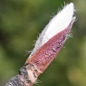 シャラノキ,樹木,植え込み,冬芽・葉痕の画像