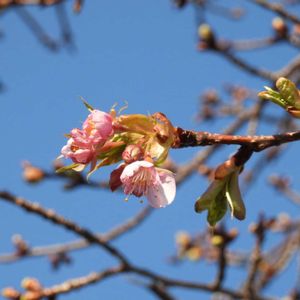 ヤマザクラの画像