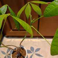 パキラ,観葉植物,お気に入り,新芽,グリーンのある暮らしの画像