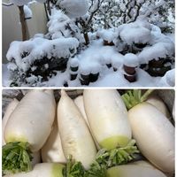 大根,雪の庭⛄,収穫,畑の恵みに感謝✨,畑の画像