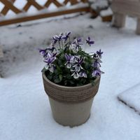 ビオラ,鉢植え,花のある暮らし,花のある生活,東北の画像