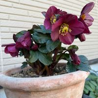 クリスマスローズ,クリスマスローズ 氷の薔薇,開花,クリスマスローズ愛同盟,クリスマスローズ大好きの画像