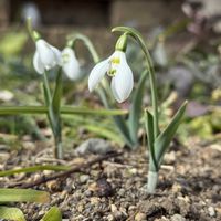 スノードロップ,開花,秋植え球根,白花,庭の画像