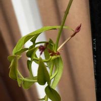 リシマキア,ハゴロモジャスミンの蕾,多分ハゴロモジャスミンの蕾,飼ってるグッピー,この花1度に710以上のイイねした人のアイコンの画像