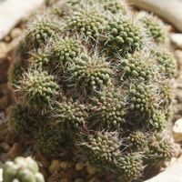 ハオルチア,多肉植物,観葉植物,塊根植物,サボテン科の画像