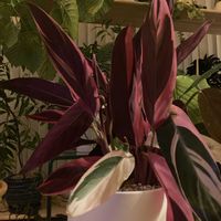 ストロマンテ・トリオスター,観葉植物,クズウコン科 ,ストロマンテ属,ふるさと納税の画像