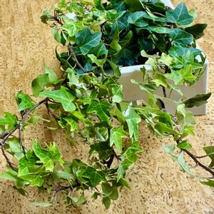 アイビー,観葉植物,挿し木,花と緑のある暮らしの画像