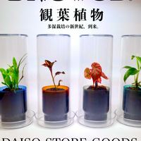 ベゴニア,アグラオネマ,観葉植物,ダイソー,ジュエルオーキッドの画像