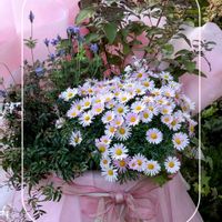 チューリップ,ガーデニング,花のある暮らし,お出かけ先の画像