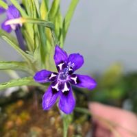 ラペイロージア,ラペイロージア・オレオゲナ,球根,球根植物,花のある暮らしの画像