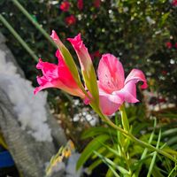 グラジオラス,球根,球根植物,花のある暮らし,園芸男子の画像