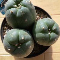 ロフォフォラ 翠冠玉,多肉植物,鉢植え,リビング・ダイニングの画像