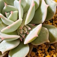 月美人,桃太郎,こころ,こころ,桃美人の画像