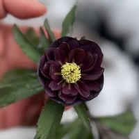 クリスマスローズ,大和園 クリスマスローズ,ナチュラルガーデン,ジャンクガーデン,シェードガーデンの画像