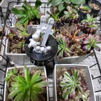 紅葉,多肉植物,鉢植え,アエオニウム,多肉女子の画像