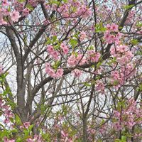 河津桜,カワヅザクラ,感謝,頑張れ,祈りの画像