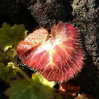 ナンテン,ナンテン,ユキノシタ,ユキノシタ,ユキノシタの画像