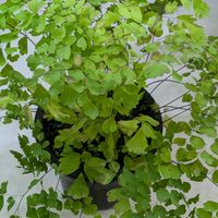 アジアンタム,クリスマスローズ,ベゴニア,ムルチコーレ,プリムラマラコイデスの画像