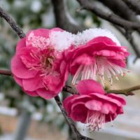 シロツメクサ,ホトケノザ,ホトケノザ,紅梅,シロツメグサの画像