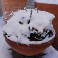 ハボタン ラブポーション,花のある暮らし,花のある生活,PR,雪に負けないの画像