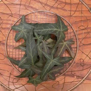 スターチス,アイビー,今庭,リース,バラのつぼみの画像