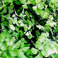 アジアンタム,アジアンタム ミクロフィラム,ホウライシダ,観葉植物,ホウライシダ科の画像